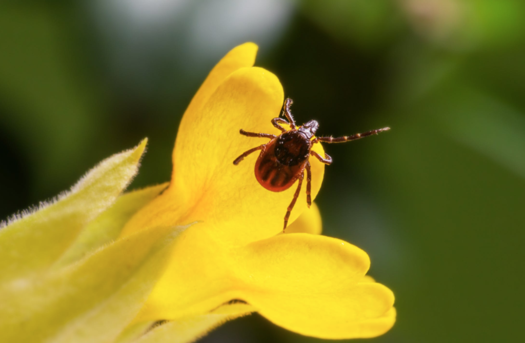 Brown tick on yellow flower