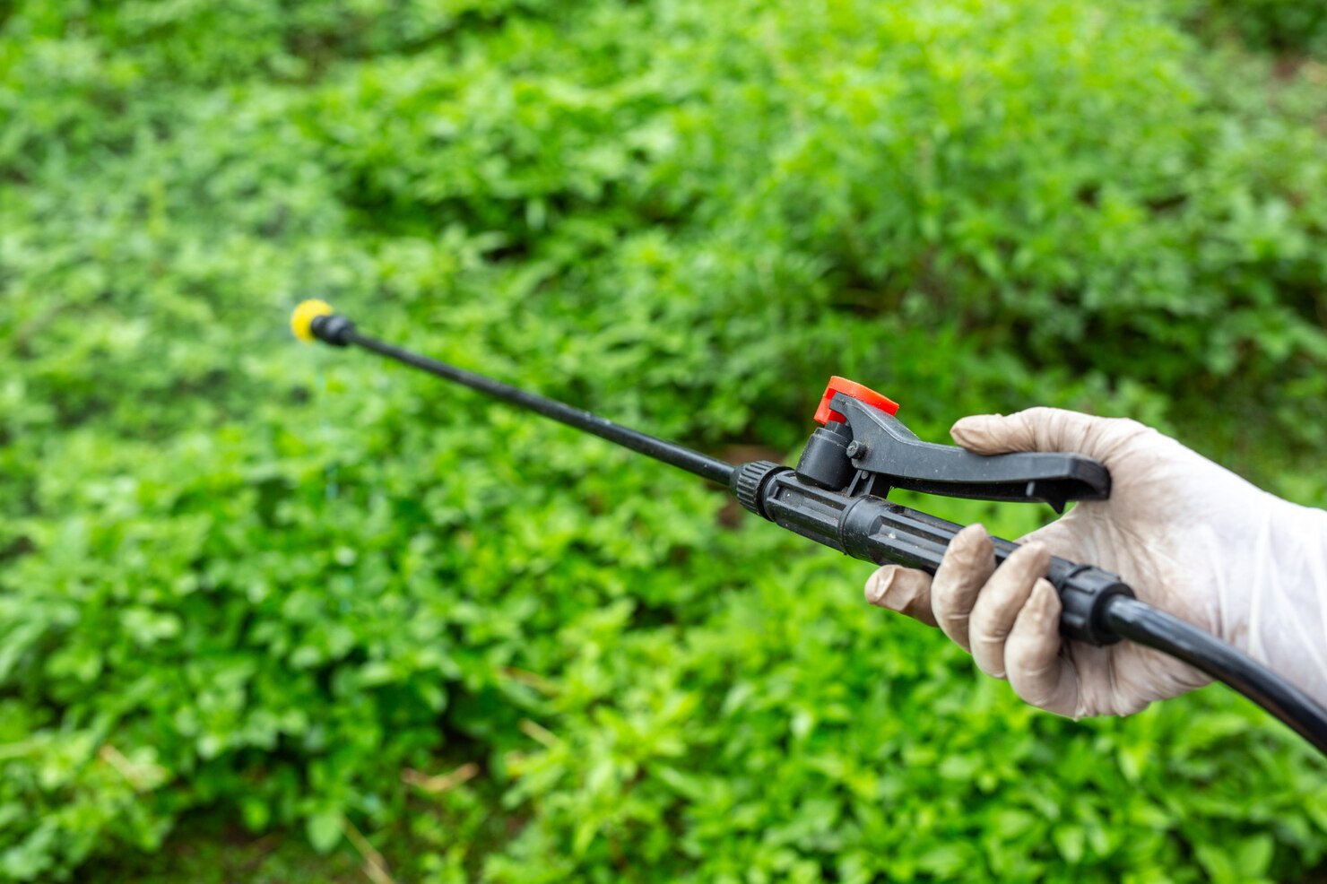 tick control lawn treatment